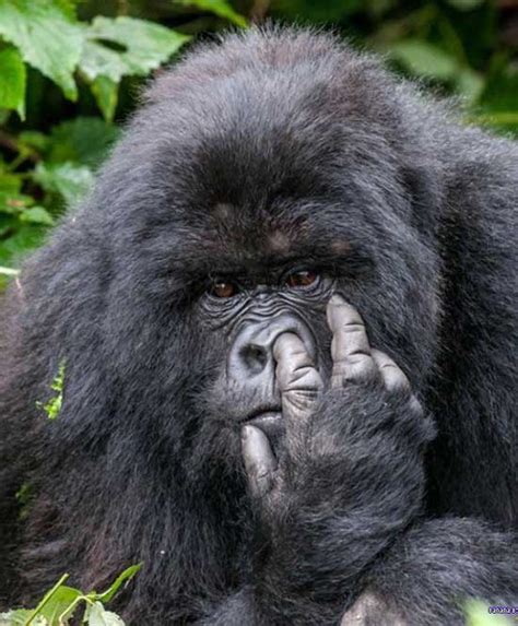 Gorilla picking his nose