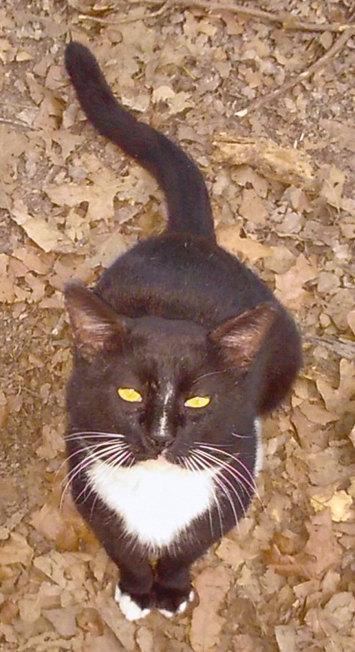 fantastic image of big kits, yelow eyes looking upwards ,front paws together 