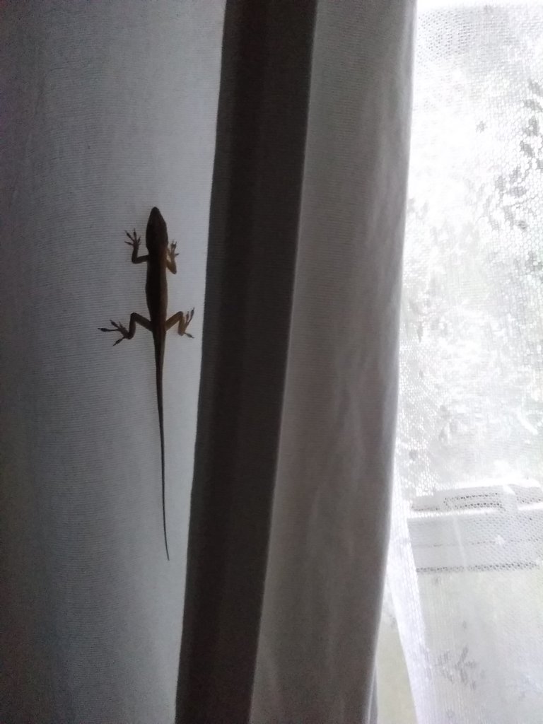 lizard arms and legs outstretched,long tail,on curtain inside house