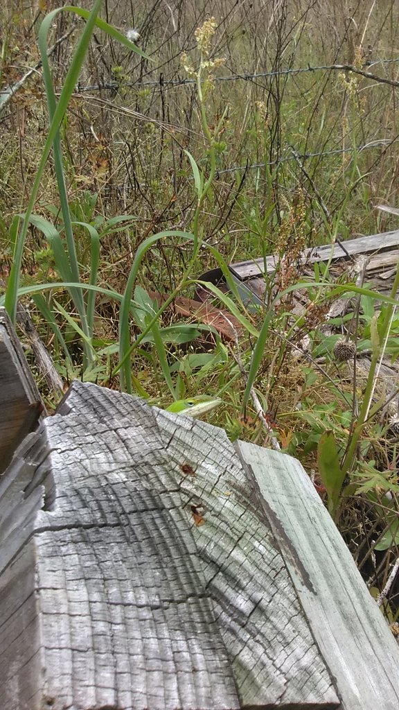 A green lizards head popping out frombehind some wood in the garden