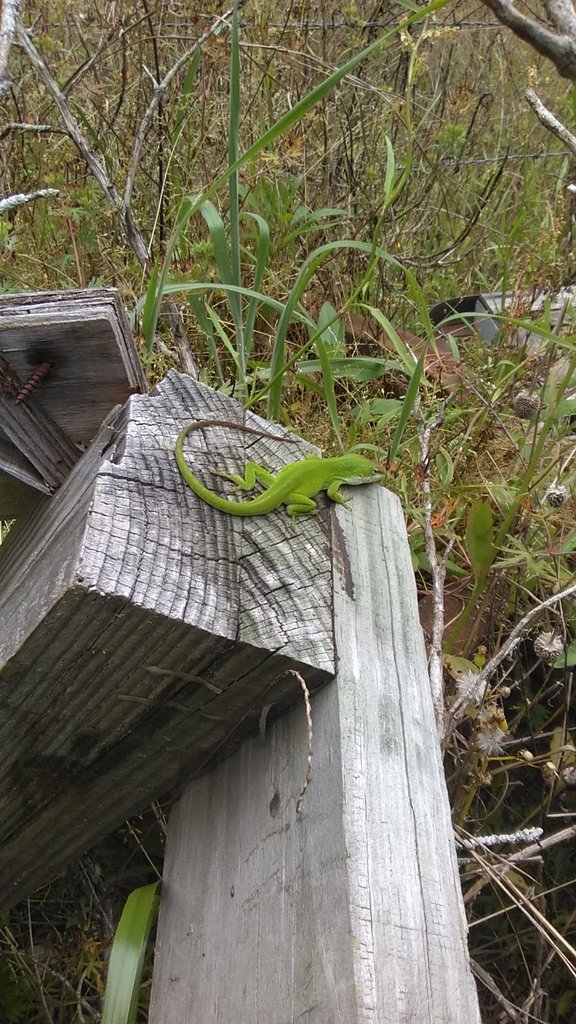 green lizard ontop of wood with long curly tail