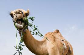 camel with mouth lopsided eating long plants