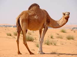 wonderful camel standing up in desert