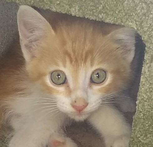 backlegs baby kitty, ginger & white inside a concrete breeze block looking out