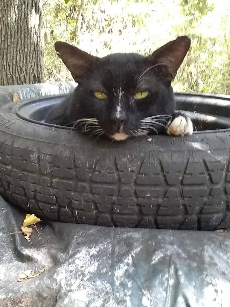 big kits sitting inside a tyre looking serious 