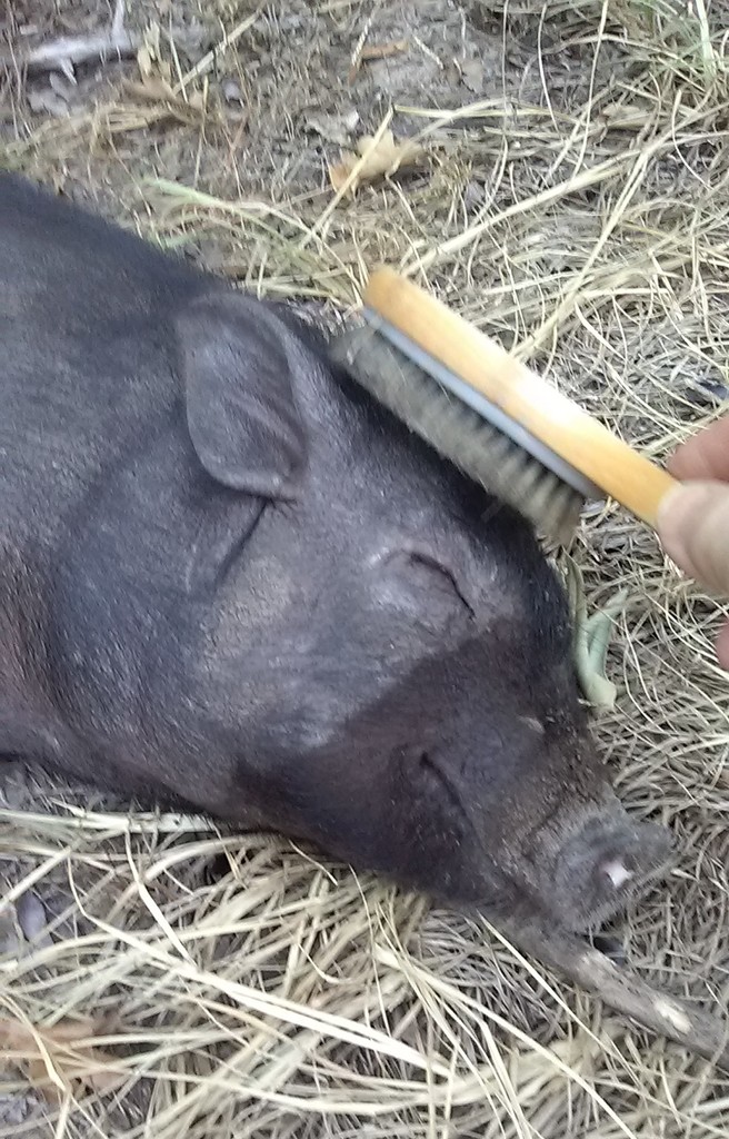 wild pig lying down on ground, eyes closed,smiling, getting hair brushed