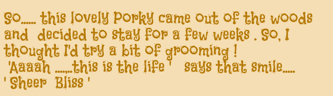 So....this lovely Porky came out of the woods and decided to stay for a few weeks.So I thought I'd try a bit o bit of grooming.Aaaagh this is the life says that smile.....sheer bliss. 