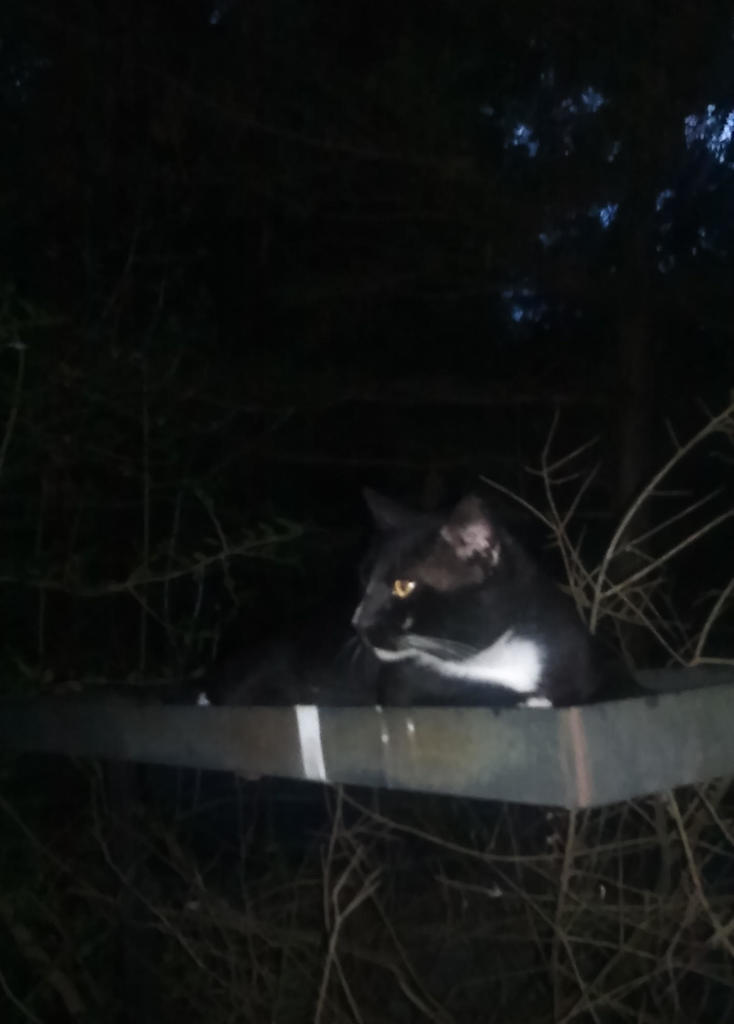 big kits watching & alert lying in the dark