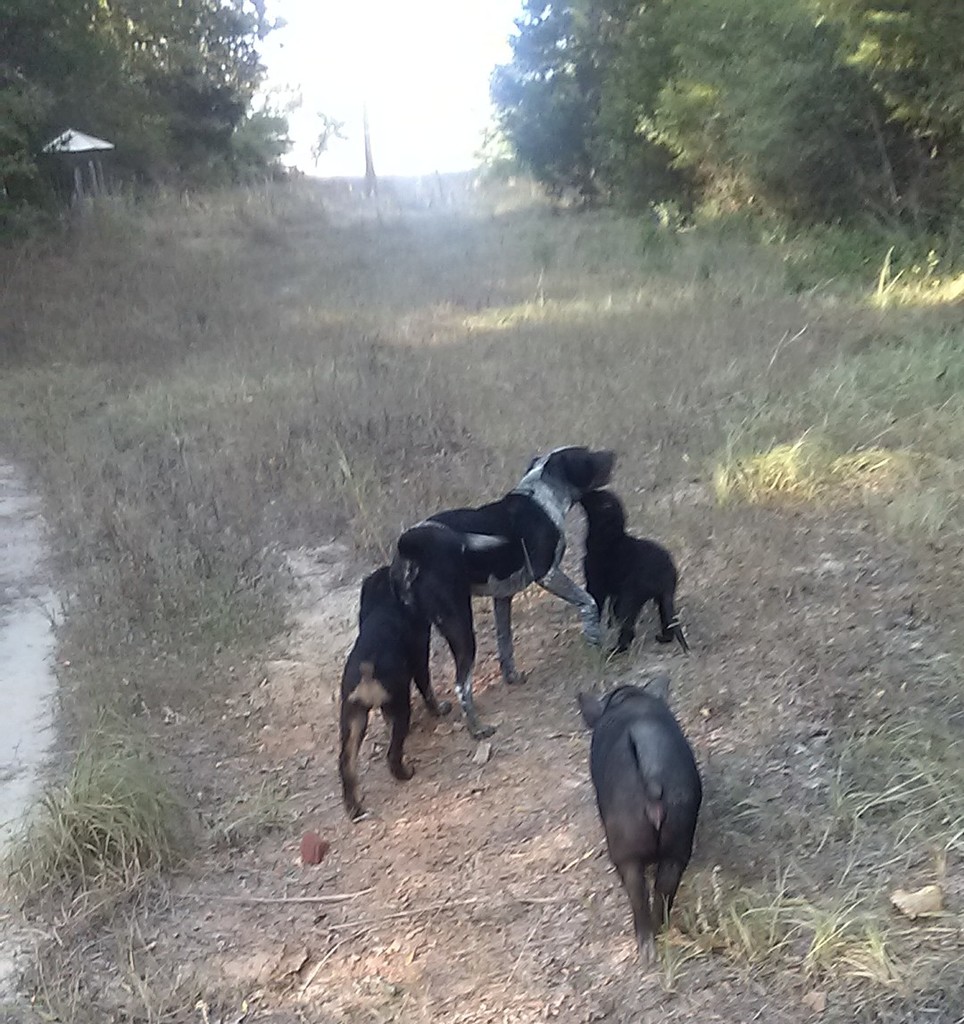 porky going for a walk with 3 dogs