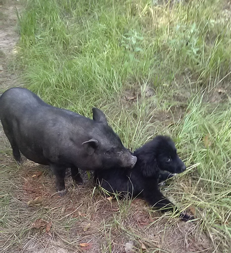 porky putting its face next to puppys, puppy wary