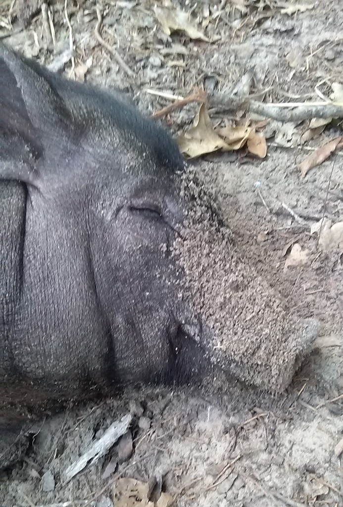 porky asleep, snout covered in mud