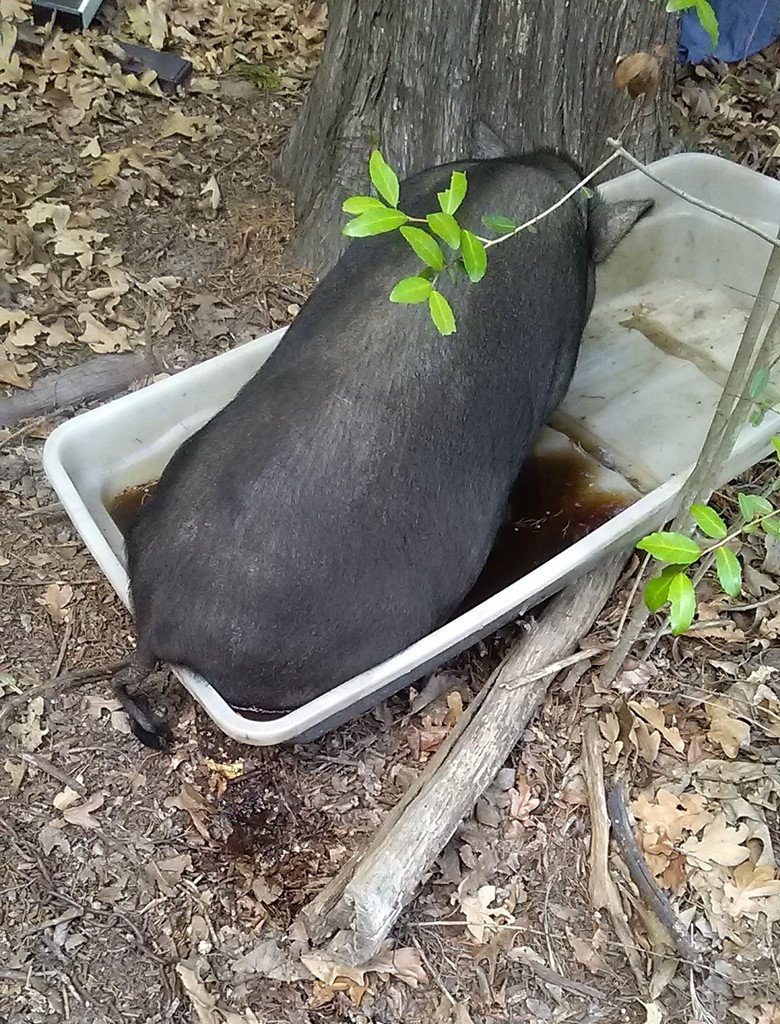 porky sitting in a tub of muddy water