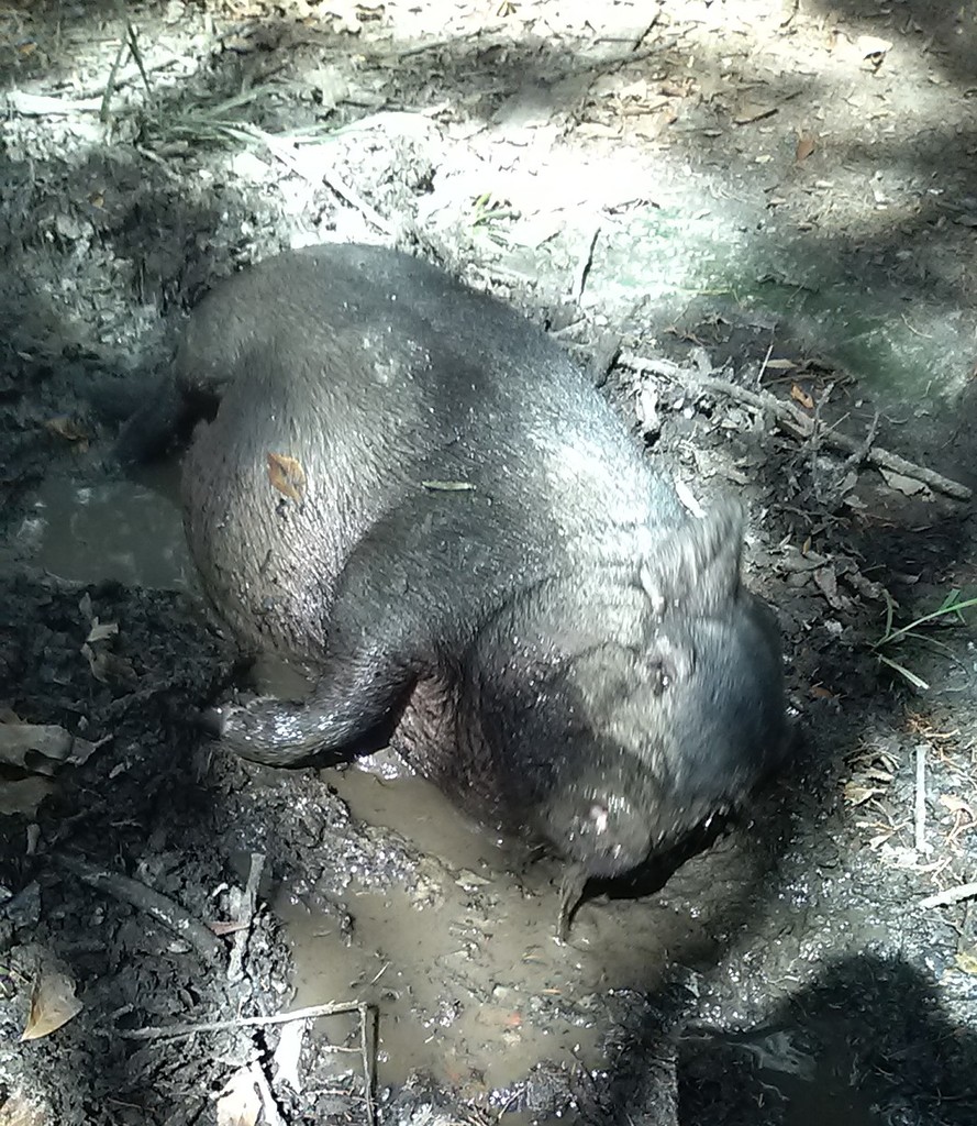 porky lying in the mud looking happy