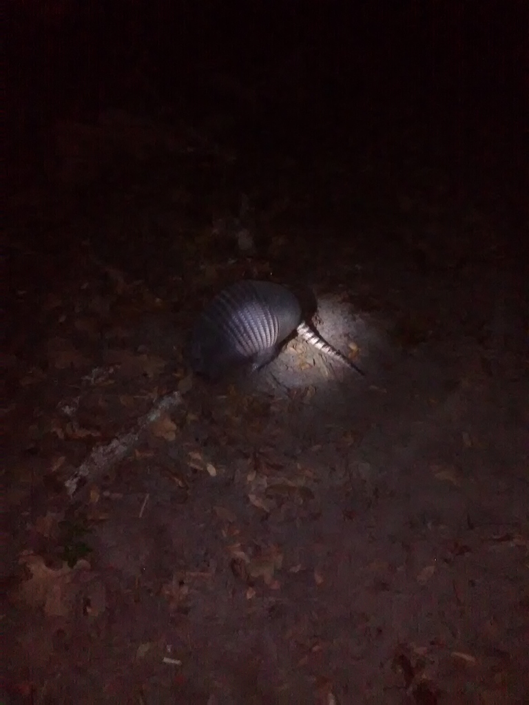 armadillo at night lit up in spotlight