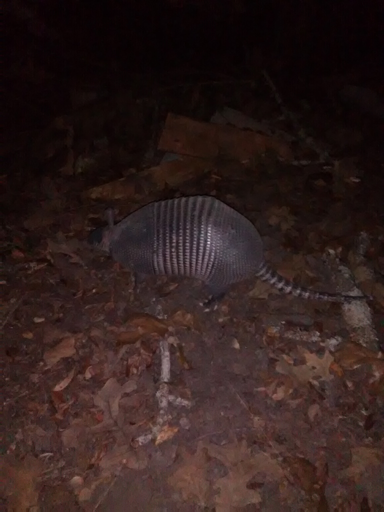 armadillo walking at night