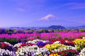 field of multi colored flowers with snow capped mountain in background. blue sky